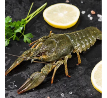 Раки охлажденные крупные до 15 шт/кг (90-110грамм/штука)