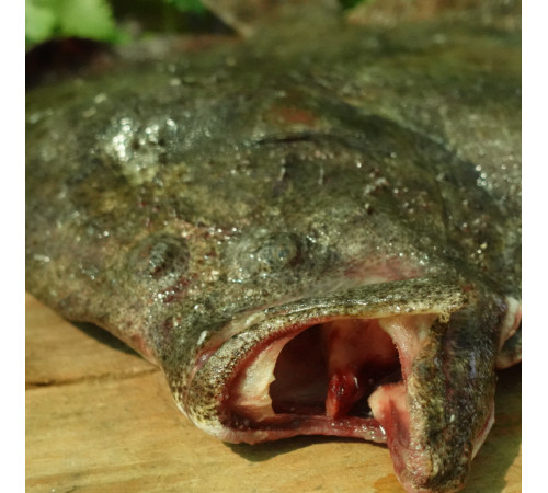 Камбала плейс американська, з головою, 400+ грам/шт (ціна за 1кг)