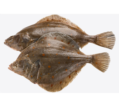 Камбала плейс американська, з головою, 400+ грам/шт (ціна за 1кг)