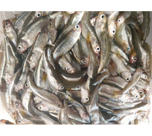 Ферина чорноморська роздріб 1кг вакуум (атерина чорноморська), з/м, розмір 6-8см