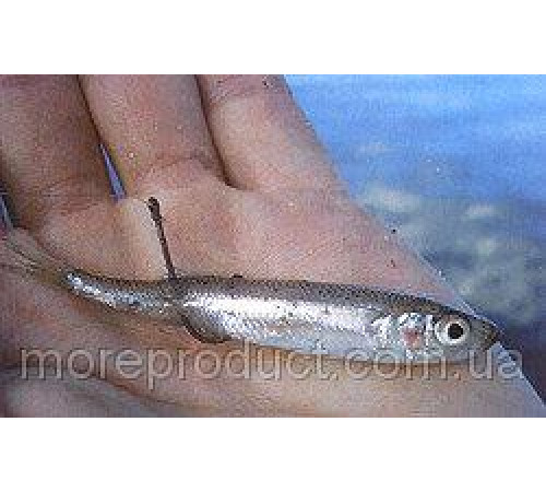 Ферина чорноморська роздріб 1кг вакуум (атерина чорноморська), з/м, розмір 6-8см