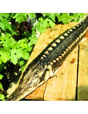 Осетр свежемороженый дикий, навеска 5-8кг