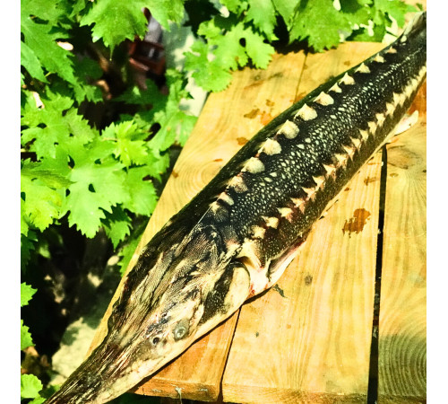 Осетер свіжоморожений дикий, навішування  5-8кг