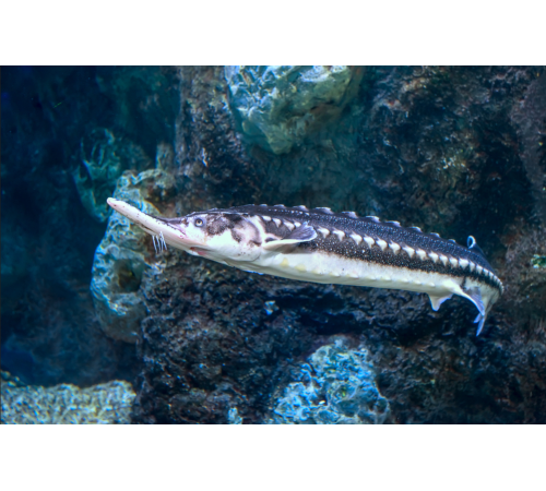 Осетер свіжоморожений дикий, навішування  5-8кг