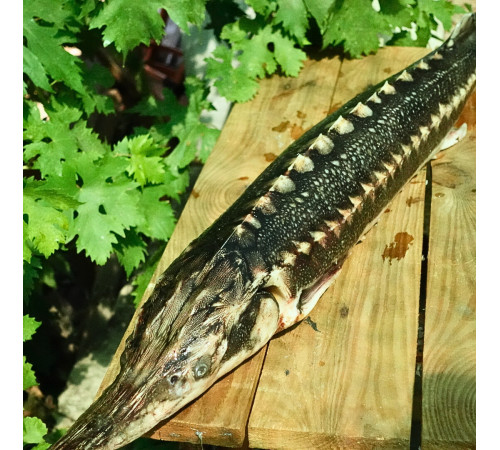 Осетер свіжоморожений дикий, навішування  5-8кг