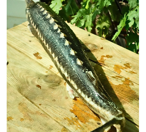 Осетер свіжоморожений дикий, навішування  5-8кг