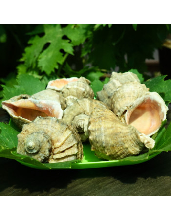 Черепашки рапани для акваріумів, сувенірів, рукоділля