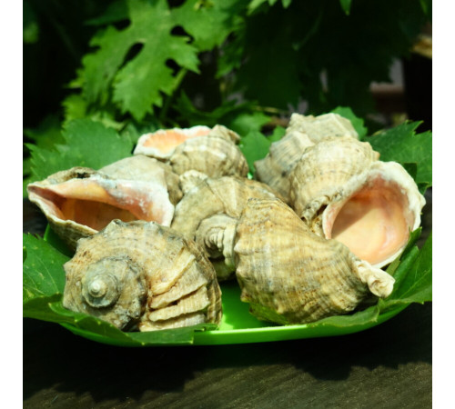 Черепашки рапани для акваріумів, сувенірів, рукоділля