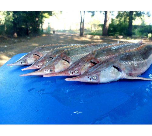 Стерлядь (осетровые, аквакультура), 0,8 кг - 1,5 кг тушка