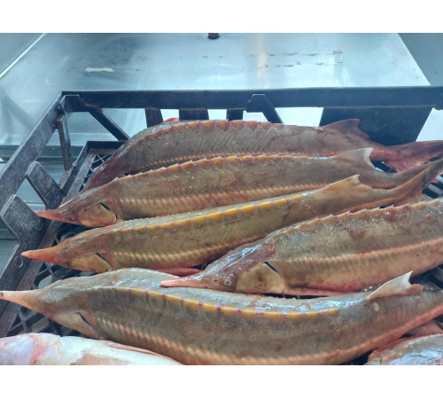 Стерлядь (осетровые, аквакультура), 0,8 кг - 1,5 кг тушка