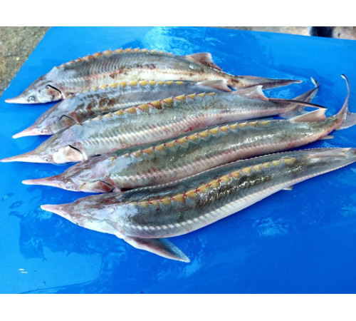 Стерлядь (осетровые, аквакультура), 0,8 кг - 1,5 кг тушка