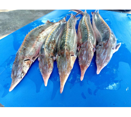 Стерлядь (осетровые, аквакультура), 0,8 кг - 1,5 кг тушка