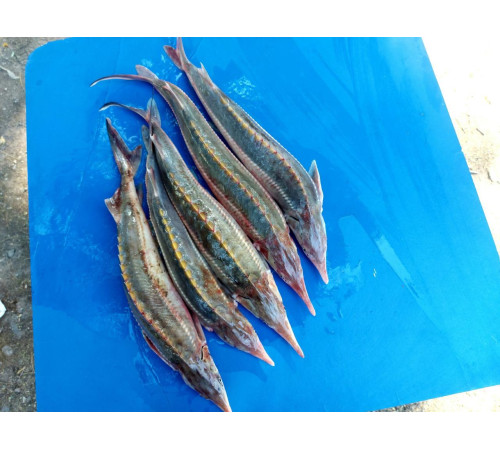 Стерлядь (осетровые, аквакультура), 0,8 кг - 1,5 кг тушка