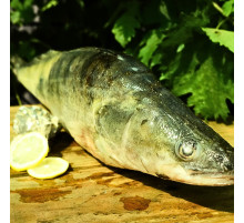 Судак свежемороженый, вес 2 - 3 кг/штука, цена за 1кг