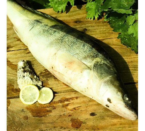 Судак свіжоморожений, вага 2 - 3 кг/штука, ціна за 1кг