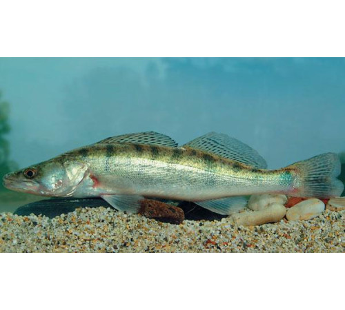 Судак свіжоморожений, вага 2 - 3 кг/штука, ціна за 1кг