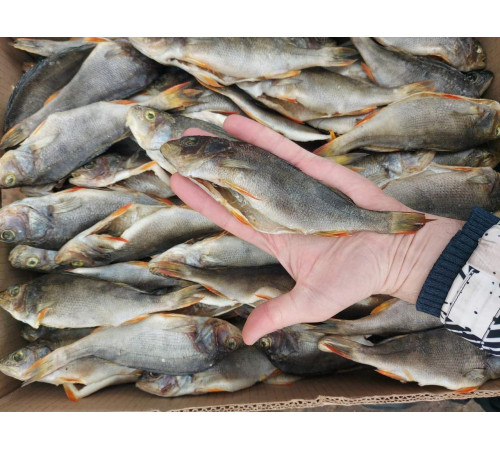 Окунь вяленый, непотрошеный, с луской, размер 100-700 грамм