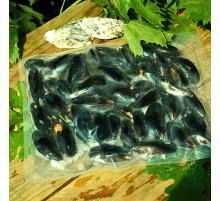 Мидии чилийские в ракушке 5-6 см, вакуум, вар/мор, 1 кг