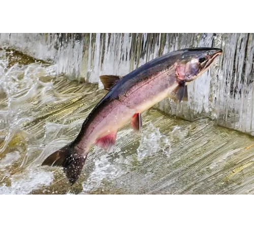 Кижуч дикий, 3,0 - 4,0кг, без голови (срібний лосось), ціна за 1кг