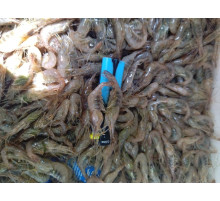 Креветки чорноморські свіжоморожені мікс 1,5 - 2,5см