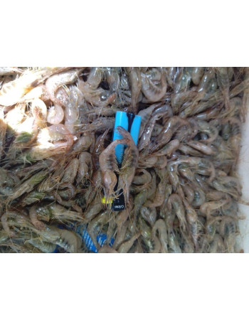 Креветки чорноморські свіжоморожені мікс 1,5 - 2,5см