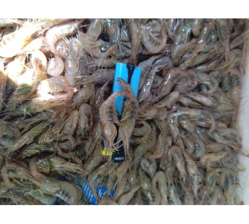 Креветки чорноморські свіжоморожені мікс 1,5 - 2,5см