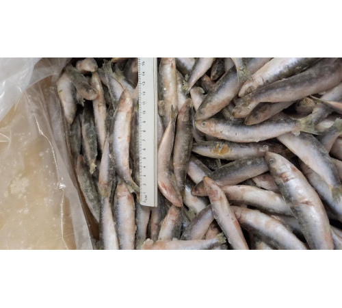 Сардина свіжоморожена, +- 12см