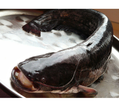 Сом річковий з Вилкове, з головою, не патраний, заморозка, +- 3 -5  кг тушка