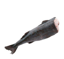 Треска черная с/м б/г потрошеная, тушка 3кг+ (цена за 1кг)