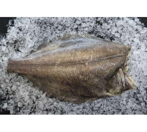 Палтус  свіжоморожений без голови 3-5кг, ціна за 1кг