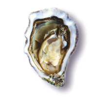 Устрицы Gilardo №2  (миним заказ от 24 штук)