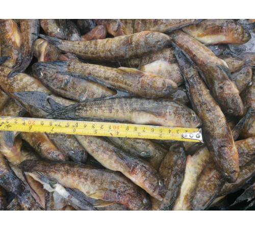 Бичок зеленчак свіжоморожений, 12+см (ваговий, ціна за 1кг)