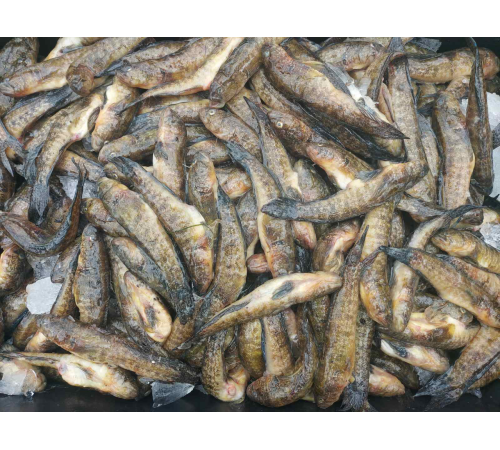 Бичок зеленчак свіжоморожений, 12+см (ваговий, ціна за 1кг)