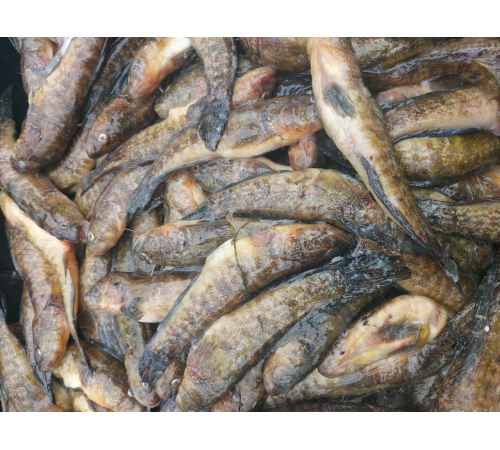 Бичок зеленчак свіжоморожений, 12+см (ваговий, ціна за 1кг)