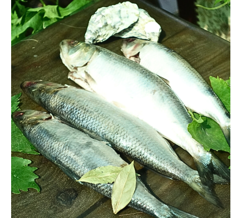 Селедка дунайская малосольная потрошеная, дунайка из Вилково,  +-4 - 5 шт на 1кг (потрошеная)