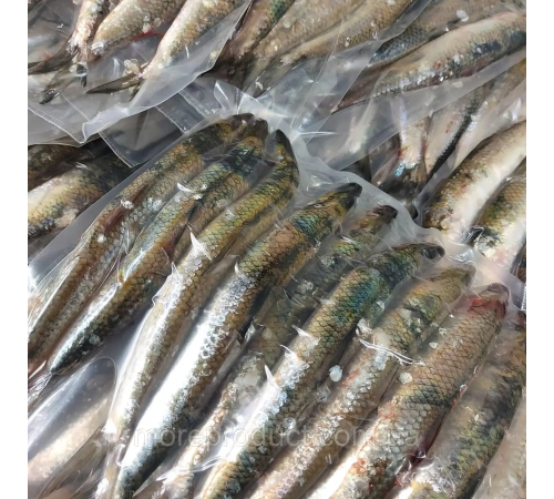 Селедка дунайская малосольная потрошеная, дунайка из Вилково,  +-4 - 5 шт на 1кг (потрошеная)