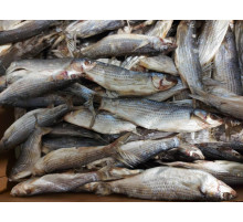 Кефаль в'ялена чорноморська +-10шт/кг