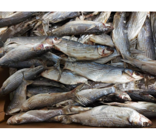 Кефаль вяленая черноморская +-10шт/кг