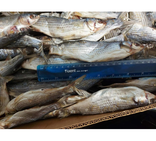 Кефаль вяленая черноморская +-10шт/кг