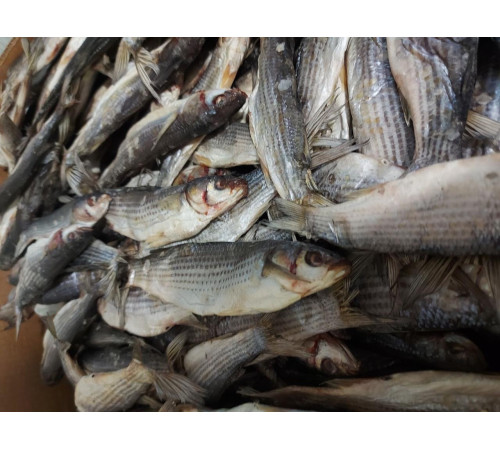 Кефаль вяленая черноморская +-10шт/кг