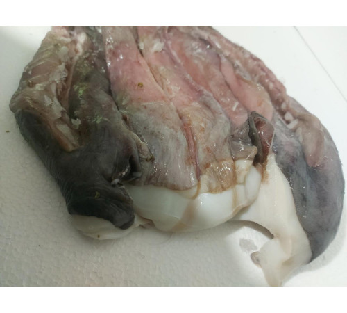 Щупальца гигантского кальмара приваренномороженные