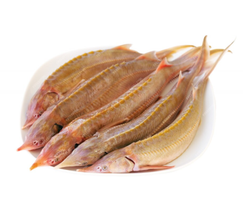 Стерлядь альбінос (осетрові), 1 кг - 2 кг тушка (ціна за 1кг)