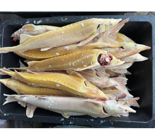 Стерлядь альбінос (осетрові), 1 кг - 2 кг тушка (ціна за 1кг)