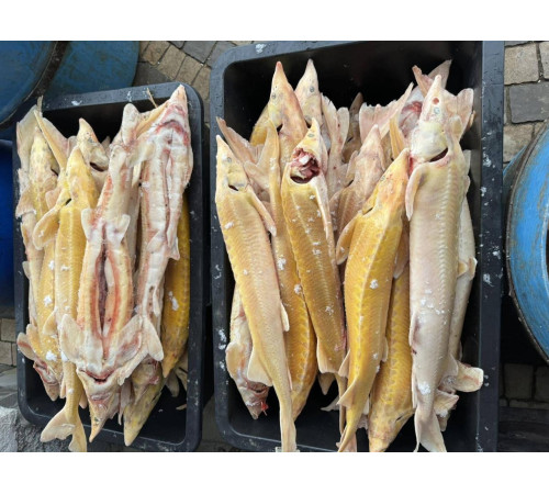 Стерлядь альбінос (осетрові), 1 кг - 2 кг тушка (ціна за 1кг)