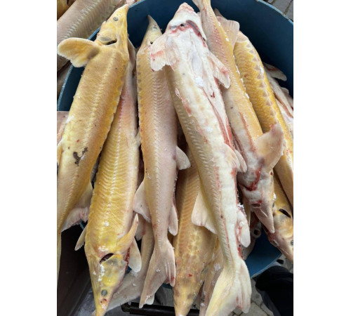 Стерлядь альбінос (осетрові), 1 кг - 2 кг тушка (ціна за 1кг)