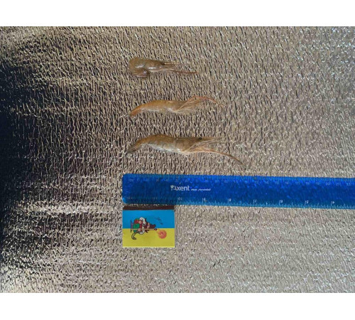 Креветка Розенберга свіжоморожена, розмір 2-4 см/шт