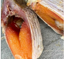 Тарань Мега крупная вяленая, икряная 100%, нечищенная, (размер 2-3шт/кг)