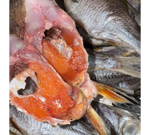 Тарань Мега крупная вяленая, икряная 100%, нечищенная, (размер 2-3шт/кг)