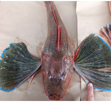 Тригла, морський півень, тушки 1-2 кг