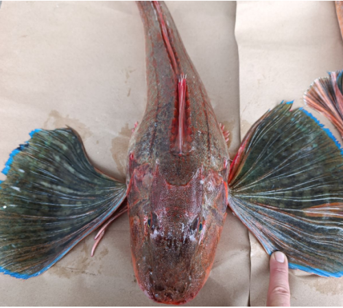 Тригла, морський півень, тушки 1-2 кг